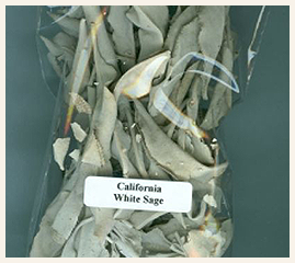 California White Sage