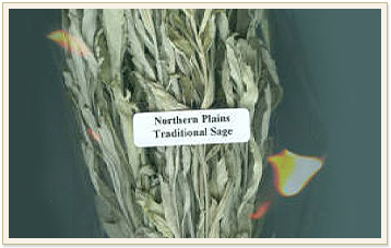 Native American Herbs - Sage